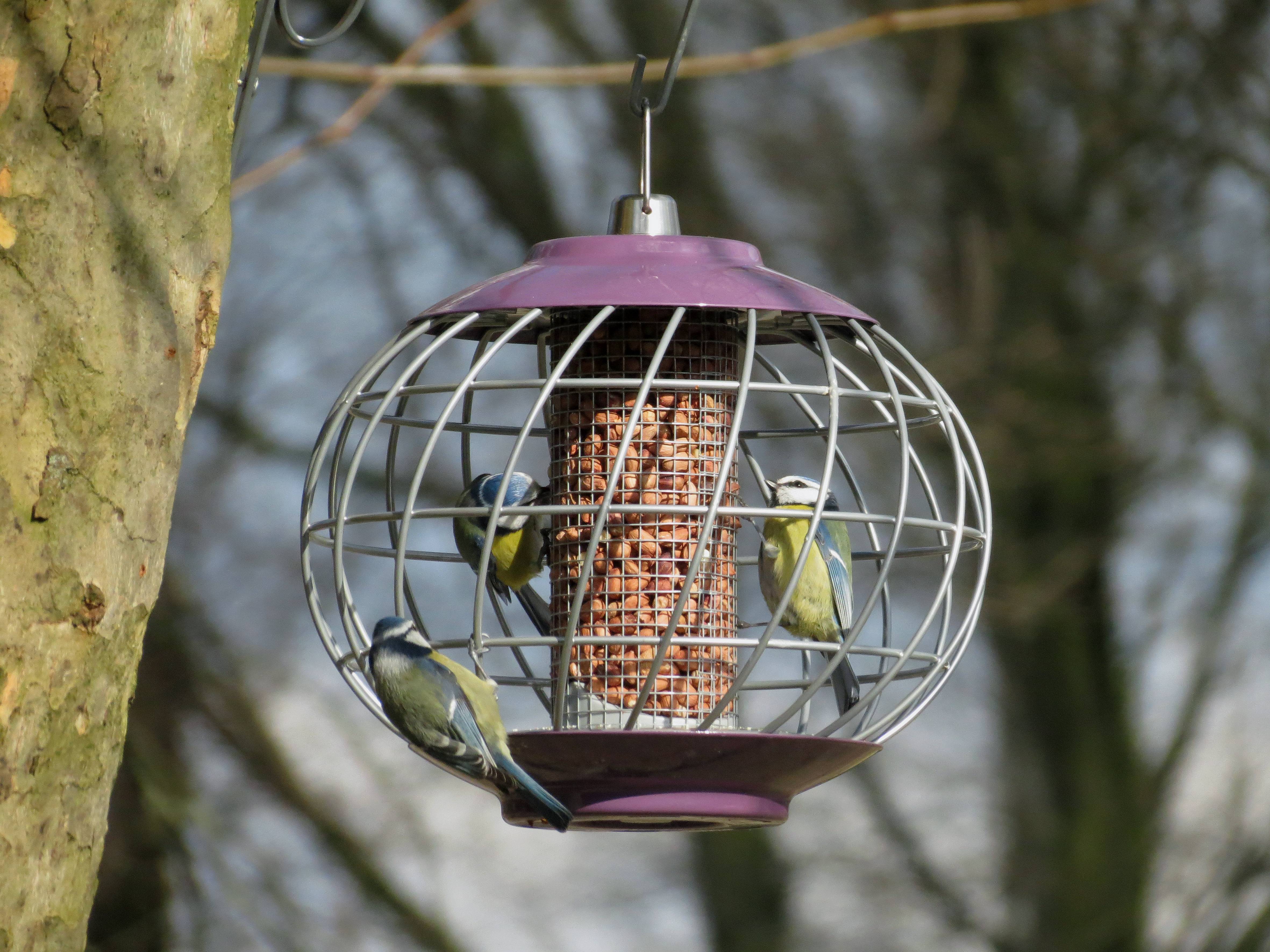 Helix Nut Feeder in Aubergine